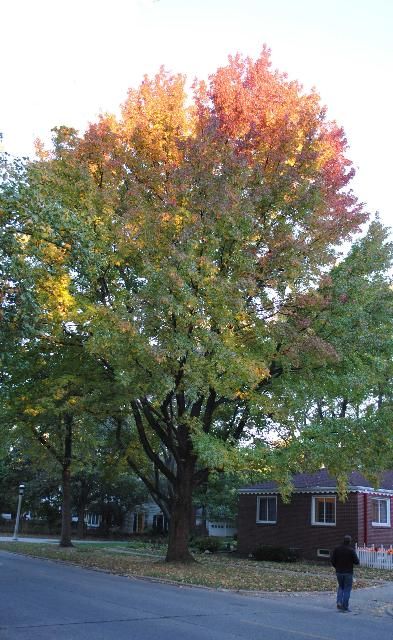 Figure 1. Full Form - Liquidambar styraciflua: sweetgum
