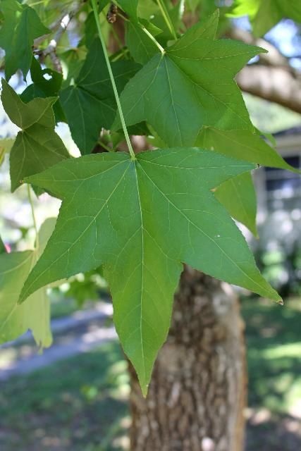 Figure 3. Leaf - Liquidambar styraciflua: sweetgum