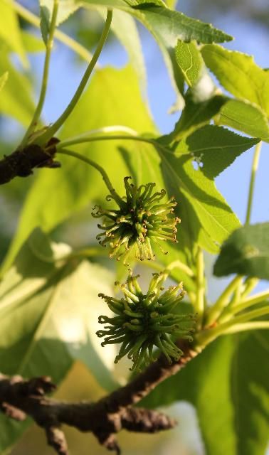 Figure 4. Fruit, Young - Liquidambar styraciflua: sweetgum