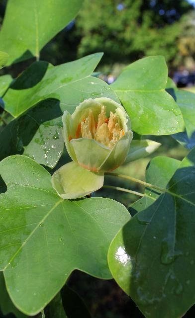 Figure 4. Flower - Liriodendron tulipifera: tuliptree