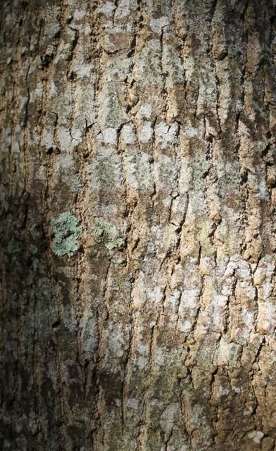 Figure 6. Bark - Liriodendron tulipifera: tuliptree