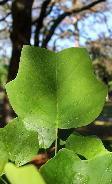 Figure 3. Leaf - Liriodendron tulipifera: tuliptree