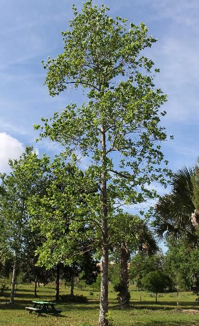 Figure 1. Full Form - Liriodendron tulipifera: tuliptree