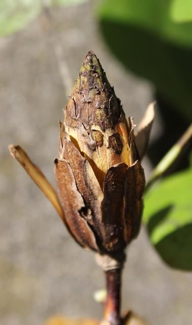 Figure 5. Fruit - Liriodendron tulipifera: tuliptree