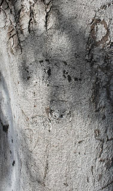 Figure 6. Bark - Lysiloma latisiliquum: false tamarind