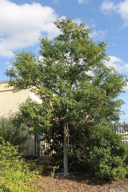 Figure 1. Full Form - Lysiloma latisiliquum: false tamarind