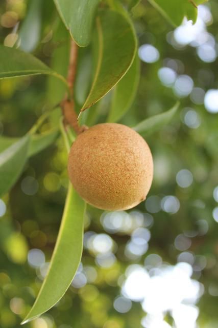 Figure 5. Fruit - Manilkara zapota: Sapodilla