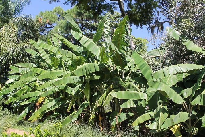 Figure 1. Full Form - Musa spp.: banana