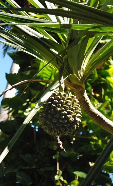 Figure 5. Fruit - Pandanus utilis: screw-pine