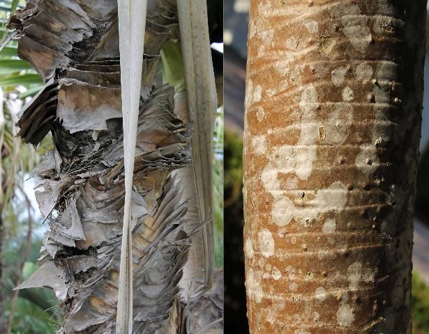 Figure 6. Bark - Pandanus utilis: screw-pine