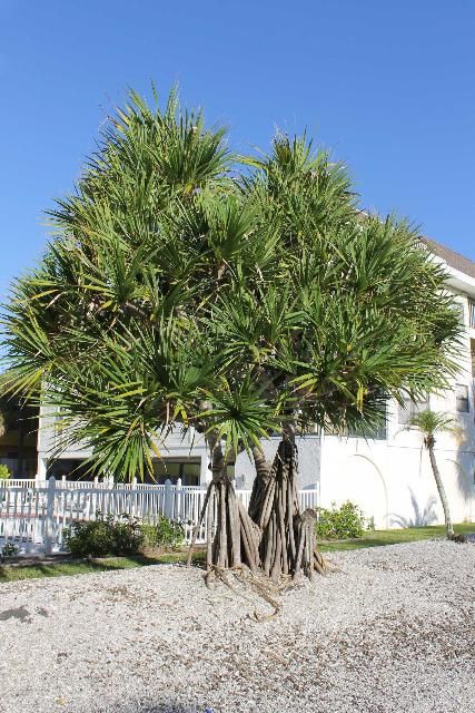 Figure 1. Full Form - Pandanus utilis: screw-pine