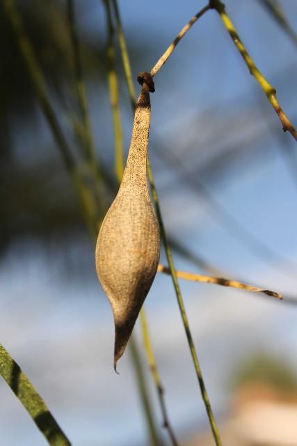 Figure 5. Fruit - Parkinsonia aculeata: Jerusalem-thorn