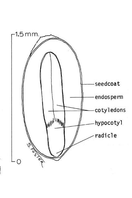 Figure 5. Fruit.