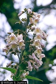 Figure 4. Paulownia tomentosa flowers.