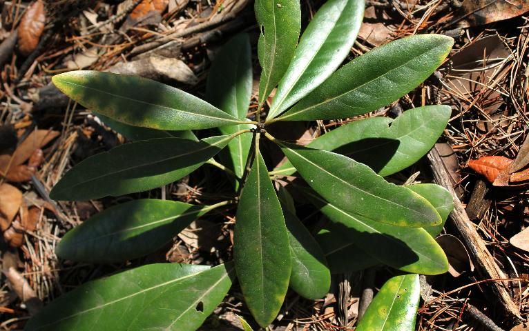 Figure 3. Leaf - Persea borbonia: redbay