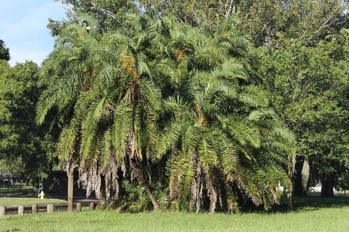 Figure 1. Full Form - Phoenix reclinata: senegal date palm