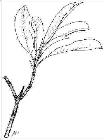 Foliage