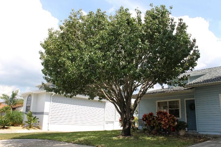 Figure 1. Full Form - Pyrus calleryana: 'Bradford' Callery pear
