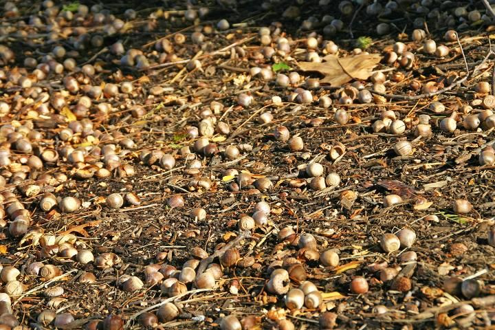 Figure 5. Fruit—Quercus shumardii: Shumard oak