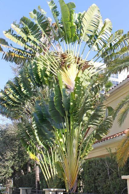 Figure 1. Full Form—Ravenala madagascariensis: travelers-tree