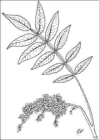 Figure 4. Flower