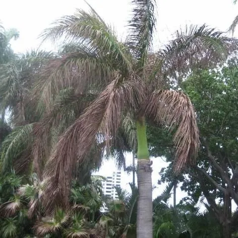 ENH-732/ST574: Roystonea regia: Royal Palm