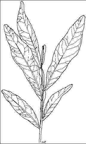 Figure 3. Foliage