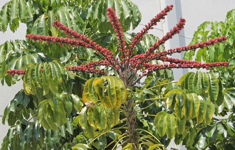 Figure 4. Flower—Schefflera actinophylla: schefflera