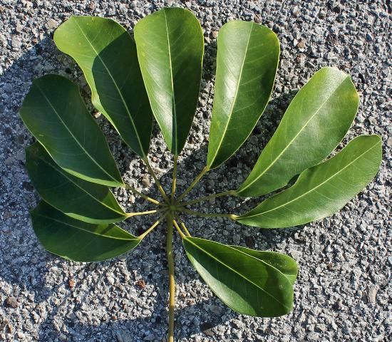 Figure 3. Leaf—Schefflera actinophylla: schefflera