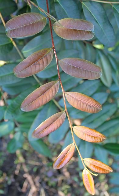 Figure 3. New Growth - Simarouba glauca: paradise-tree