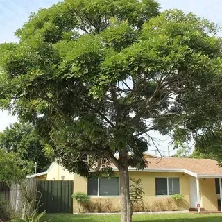 ENH-748/ST590: Simarouba glauca: Paradise-Tree