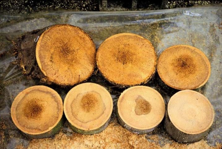 A series of cross sections through the lower trunk of a queen palm infected with Ganoderma zonatum. Note that the diameter of the internal discoloration decreases as the height above the ground increases.