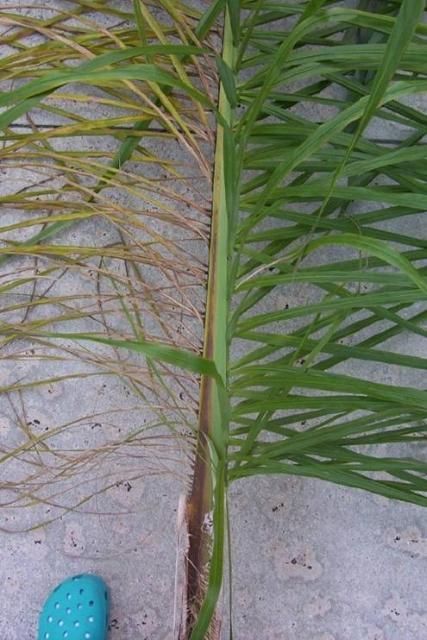 Reddish-brown petiole and rachis stripe of queen palm caused by Fusarium wilt. Note that leaflets on affected side are necrotic.