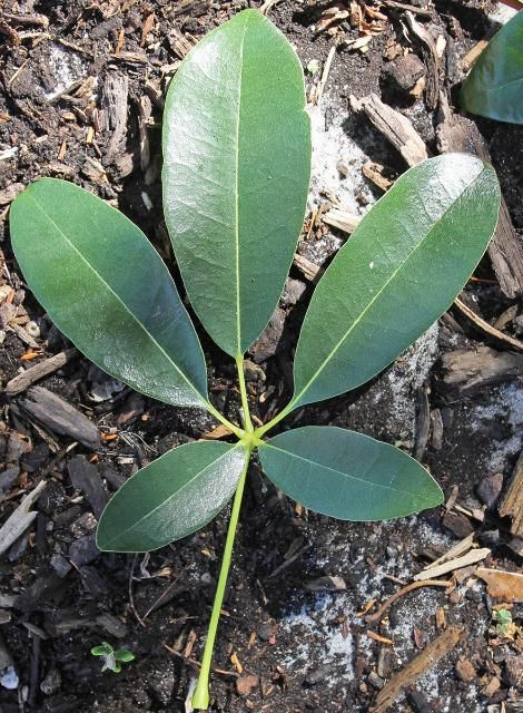 Figure 3. Leaf—Tabebuia heterophylla: Pink trumpet tree