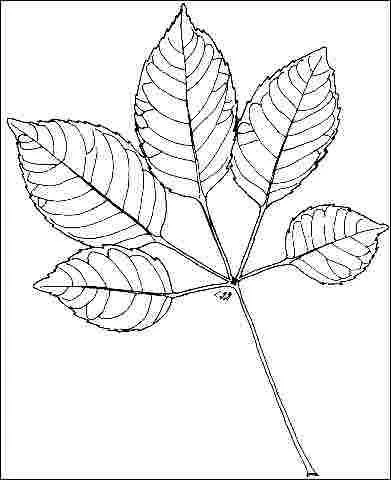 Figure 3. Foliage
