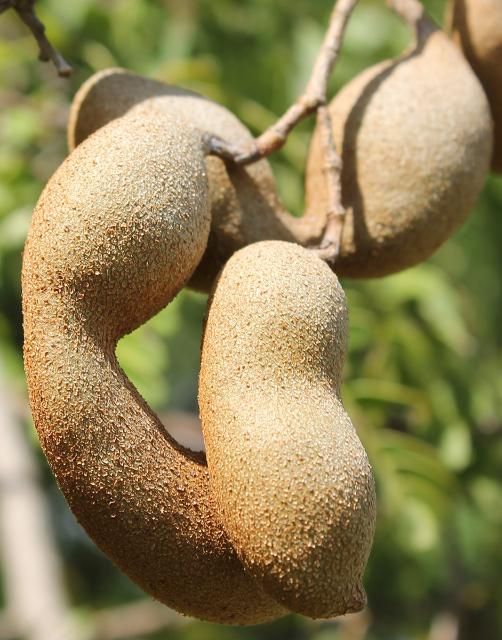 Figure 5. Fruit—Tamarindus indica: tamarind