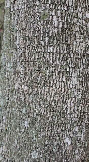 Figure 6. Bark—Tamarindus indica: tamarind