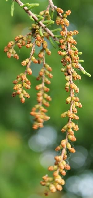 Figure 4. Flower—Taxodium ascendens: pondcypress