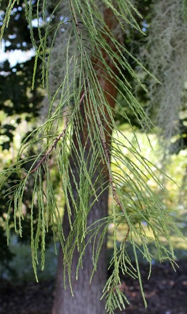 Figure 3. Leaf—Taxodium ascendens: pondcypress