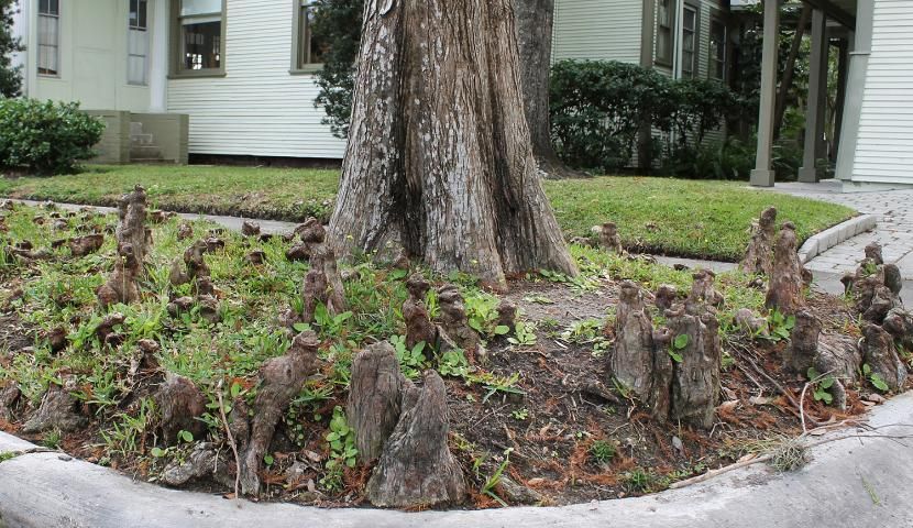Figure 6. Knees—Taxodium distichum: baldcypress