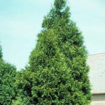 ENH-790/ST632: Thuja plicata 'Fastigiata': 'Fastigiata' Giant Arborvitae