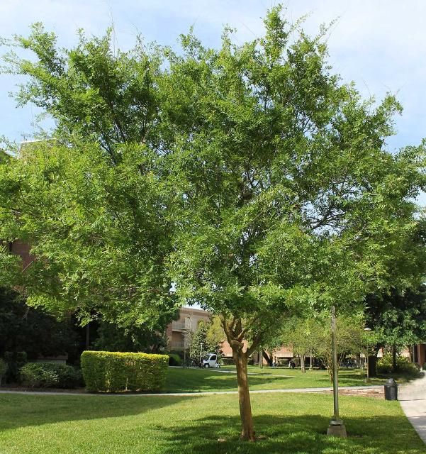 Figure 1. Full Form—Ulmus parvifolia: Chinese elm