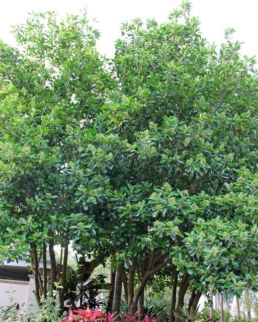 Figure 1. Full Form - Viburnum odoratissimum var. awabuki: Awabuki sweet viburnum
