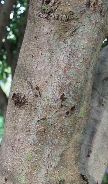 Figure 5. Bark - Viburnum odoratissimum var. awabuki: Awabuki sweet viburnum