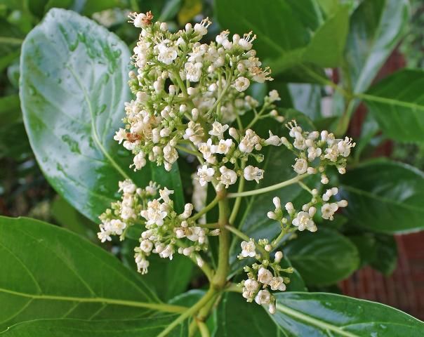 Figure 4. Flower - Viburnum odoratissimum var. awabuki: Awabuki sweet viburnum