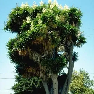 ENH-831/ST675: Yucca gigantea: Spineless Yucca