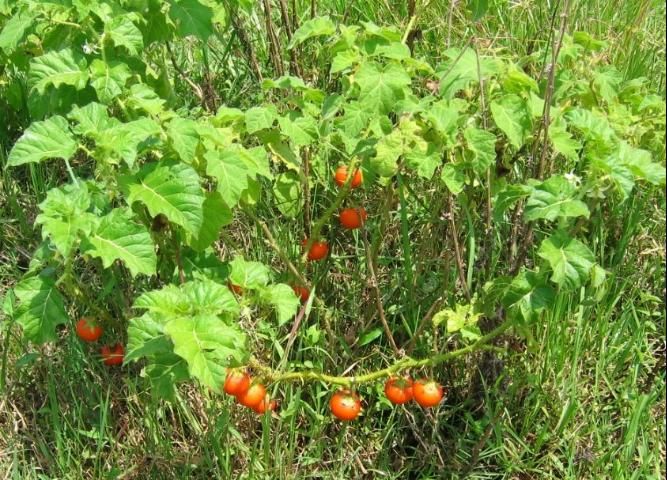 Figure 5. Solanum capsicoides, commonly known as cockroach berry or red soda apple, is often mistaken for TSA. However, Solanum capsicoides is not as common.