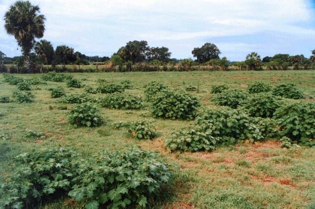 Figure 1. Tropical soda apple in a typical South Florida bahiagrass pasture.