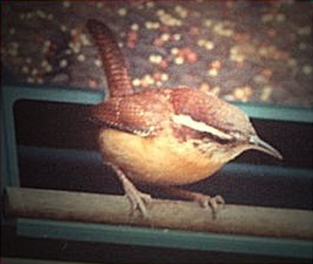 Figure 2. Carolina Wren (Thryothorus ludovicianus).