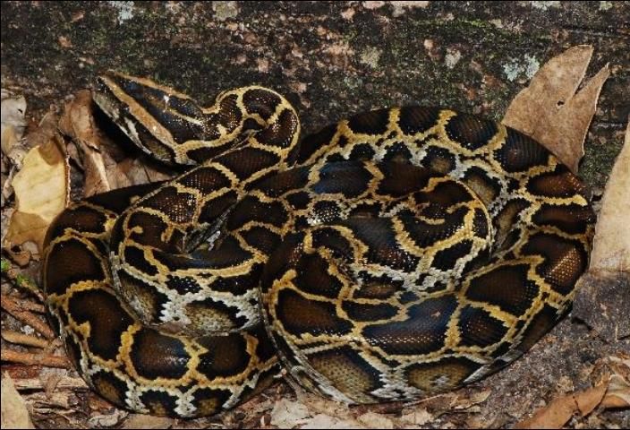 Figure 12. Burmese python, 10 to 12 feet. Tan body with dark blotches that do not touch; dark and light wedges beneath the eye.
